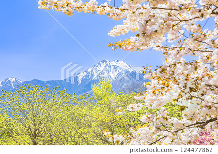 安曇野公園 - 藍天映襯下的常念山、新綠和櫻花盛宴 124477862