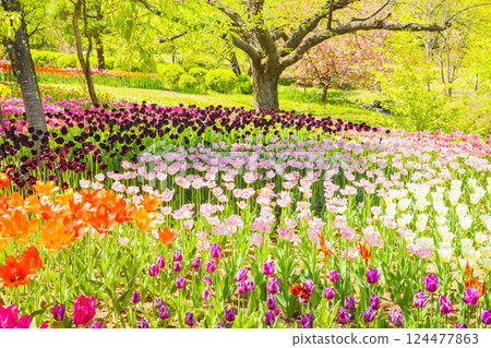 安曇野公園：鬱金香與新綠的盛宴 124477863