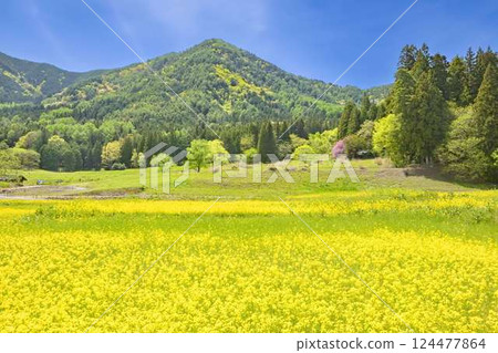 安曇野公園：藍天與盛開的油菜花田 124477864