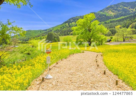 安曇野公園：藍天與盛開的油菜花田 124477865