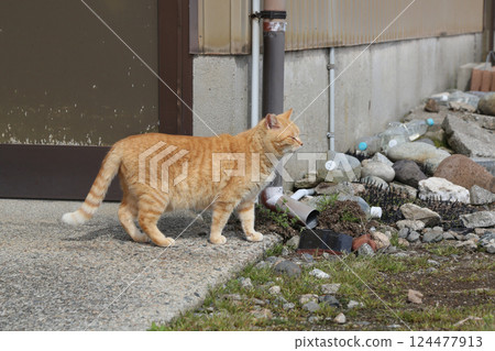Brown tabby cat feeling spring 124477913