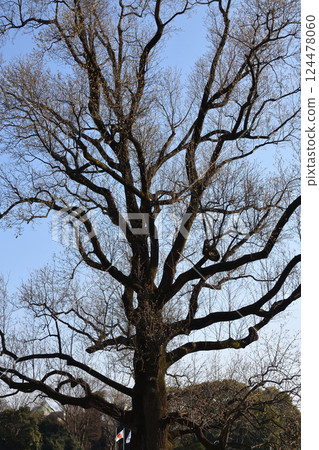Tulip tree at Tokyo National Museum Tulip tree at Tokyo National Museum 124478060