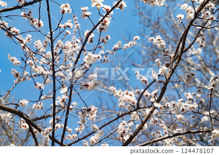 Blossom spring flowers background. Nature 124478107