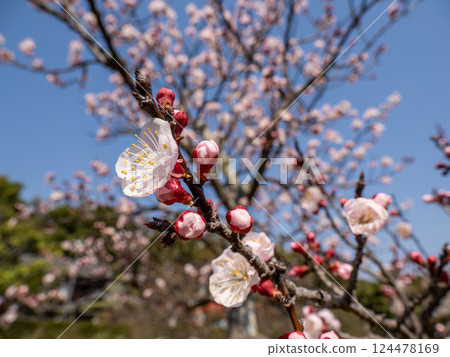 Apricot blossoms blooming on a sunny spring day 124478169