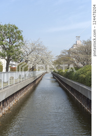 橫十間川臨水公園的春景 124478204