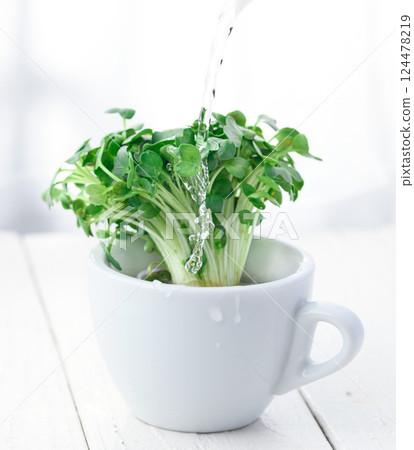 注意：蘿蔔蘿蔔 124478219