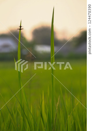 Ear of rice growing in a green field, Thailand  124478390