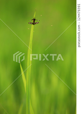 Ear of rice growing in a green field, Thailand  124478391