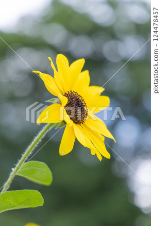 向日葵領域風景 向日葵領域風景 124478457