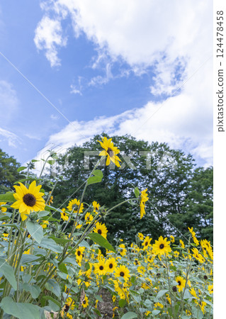 Scenery of sunflower field Scenery of sunflower field 124478458