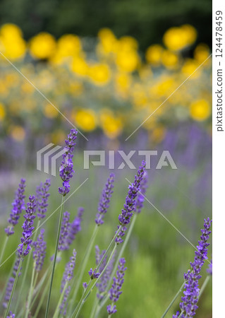 Lavender at Tambara Lavender Park Lavender at Tambara Lavender Park 124478459