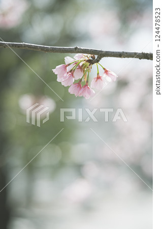 Scenery with Scarlet Cherry Blossoms Scenery with Scarlet Cherry Blossoms 124478523
