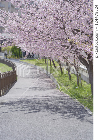 Scenery with Scarlet Cherry Blossoms Scenery with Scarlet Cherry Blossoms 124478524