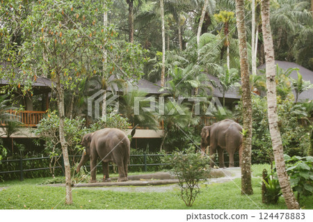 Beautiful elephant in zoo, Bali Beautiful elephant in zoo, Bali 124478883