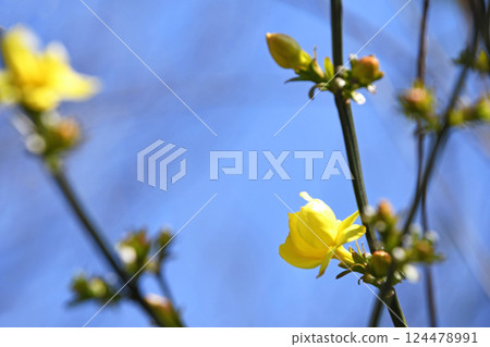 Great Plumeria (yellow plum pseudo) 124478991