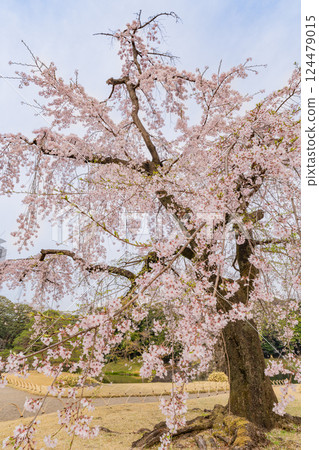 [東京] 小石川後樂園的垂枝櫻花盛開 124479015