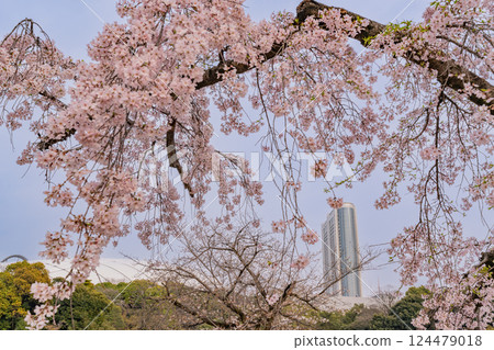 [東京] 小石川後樂園的垂枝櫻花盛開 124479018
