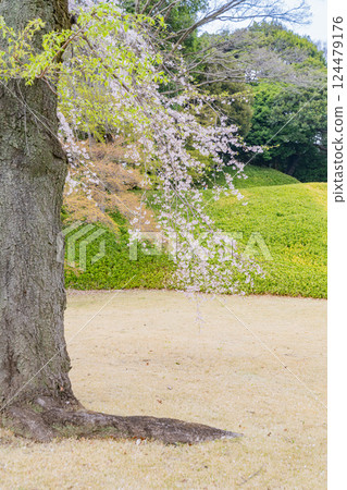 [東京] 小石川後樂園的垂枝櫻花盛開 124479176