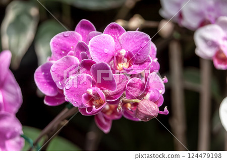 A bright pink Phalaenopsis orchid [Phalaenopsis] 124479198