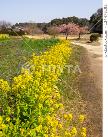 Spring park scenery: rape blossoms and Kawazu cherry blossoms 124479199