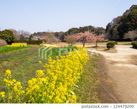Spring park scenery: rape blossoms and Kawazu cherry blossoms 124479200