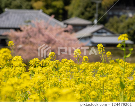 Spring park scenery: rape blossoms and Kawazu cherry blossoms 124479201