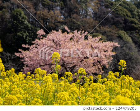 春季公園風景:油菜花與河津櫻花 春季公園風景:油菜花與河津櫻花 124479203