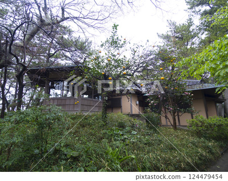 葉山潮騷公園的春天 葉山潮騷公園的春天 124479454