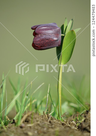 Close-up image of an inverted tulip on a green background. Close-up image of an inverted tulip on a green background. 124479483