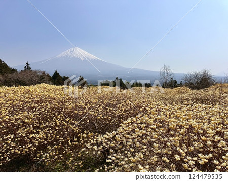 Mitsumata and Mt. Fuji 124479535