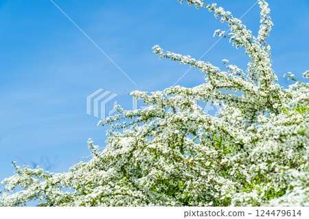 Yukiyanagi盛開 124479614