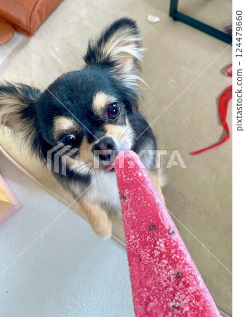 博美犬小狗想吃西瓜冰淇淋 博美犬小狗想吃西瓜冰淇淋 124479660