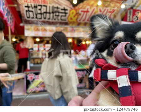 一隻博美犬小狗在食品攤前舔著嘴唇 一隻博美犬小狗在食品攤前舔著嘴唇 124479740