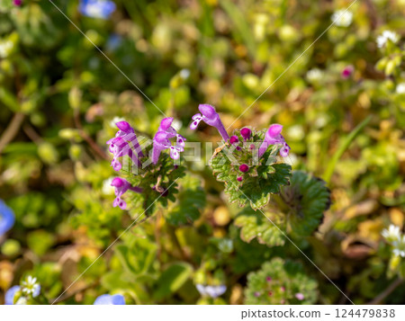 Hotokenoza flowers blooming in the spring field Hotokenoza flowers blooming in the spring field 124479838