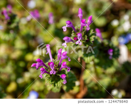 Hotokenoza flowers blooming in the spring field Hotokenoza flowers blooming in the spring field 124479840