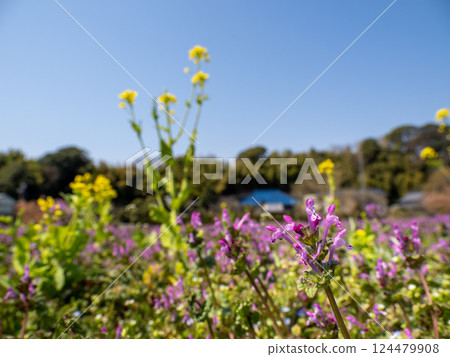 春田盛開的穗乃座花 124479908