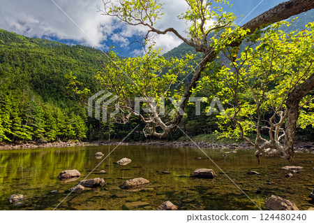 Scenery of Kikkoike Pond in late summer in the northern Yatsugatake Mountains 124480240