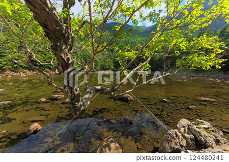 Scenery of Kikkoike Pond in late summer in the northern Yatsugatake Mountains Scenery of Kikkoike Pond in late summer in the northern Yatsugatake Mountains 124480241