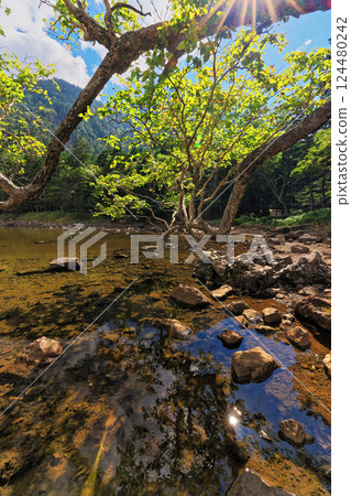 八岳北夏末的龜甲池風景 124480242