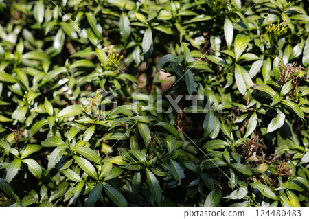 Green Leaf And Withered Flower Background 124480483