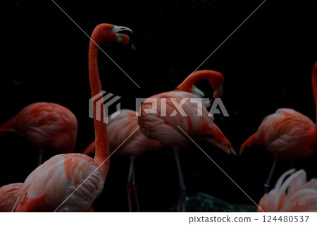 Flamingo flock and their graceful figure at dusk Flamingo flock and their graceful figure at dusk 124480537