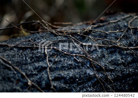 Beautiful natural details of tree branches and rocks 124480542