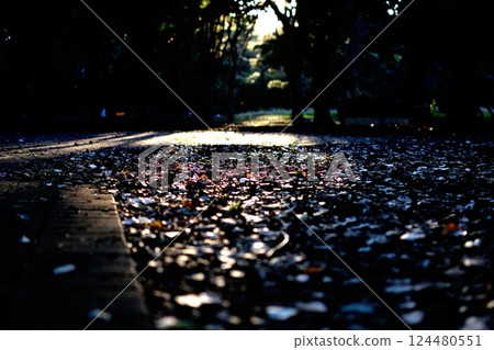 A path where wet fallen leaves shine in rainbow colors in the evening light 124480551
