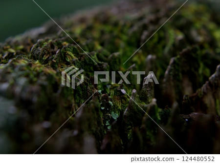 Mossy tree bark details and natural beauty 124480552