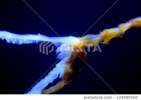 藍光中漂浮的水母的奇幻身影 124480560