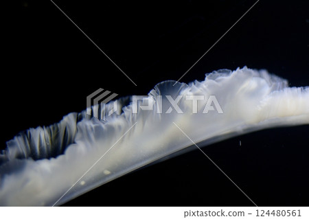 藍光中漂浮的水母的奇幻身影 藍光中漂浮的水母的奇幻身影 124480561