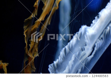 藍光中漂浮的水母的奇幻身影 124480563