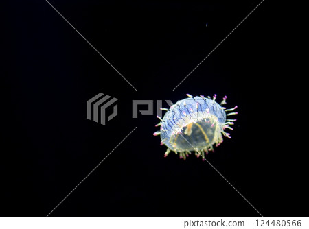 The fantastical figure of a jellyfish floating in blue light The fantastical figure of a jellyfish floating in blue light 124480566