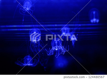 The fantastical figure of a jellyfish floating in blue light 124480567