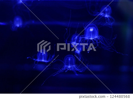 The fantastical figure of a jellyfish floating in blue light 124480568